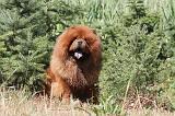 CHOW CHOW 063